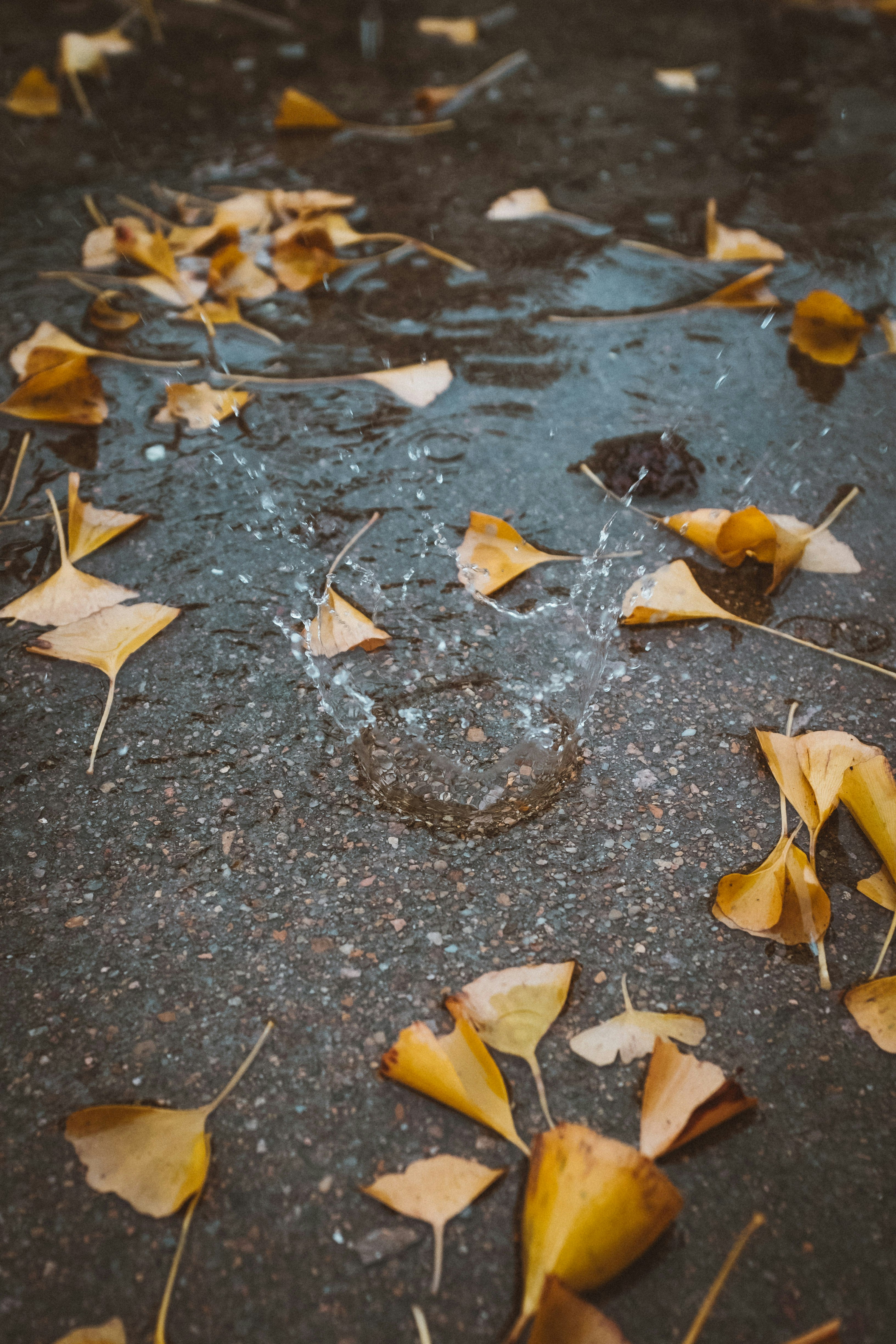 withered leaves on body of water